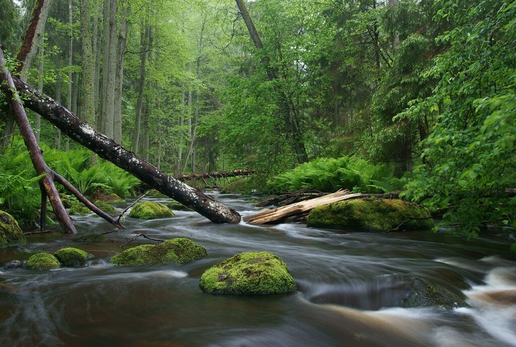 A tranquil forest stream flows under fallen trees surrounded by lush green foliage.