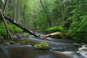 A tranquil forest stream flows under fallen trees surrounded by lush green foliage.