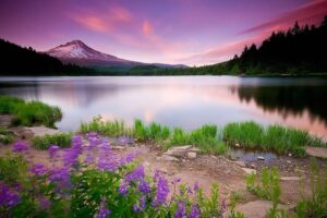 A tranquil lake is bordered by vibrant purple wildflowers, with a snow-capped mountain and a colorful sunset sky in the background.